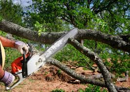 Best Tree Disease Treatment  in Sea Cliff, NY